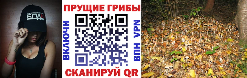 Купить закладки  Бугуруслан  Псилоцибиновые грибы мицелий 